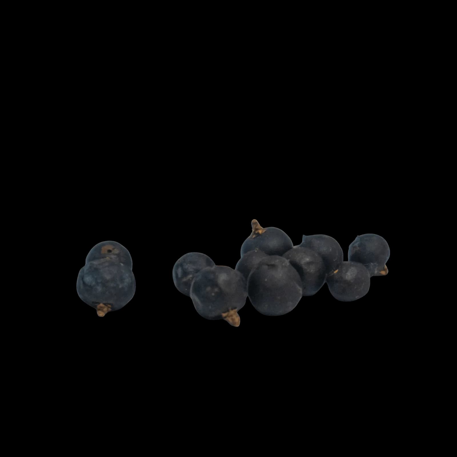 Borókabogyó (Juniperus communis) 4